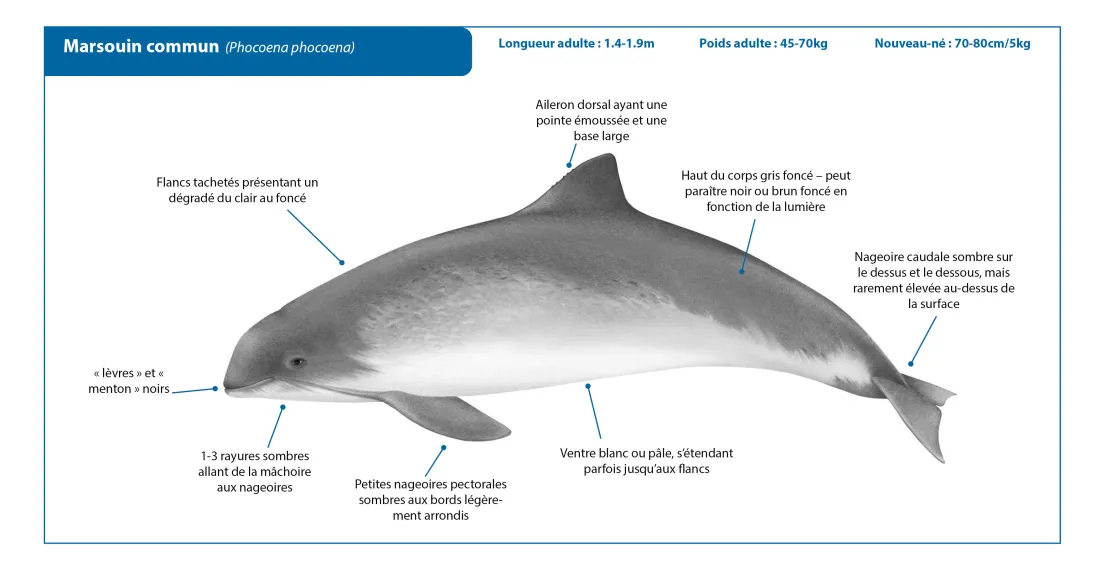 Harbour Porpoise FR Crop
