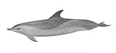 Spotted Dolphin
