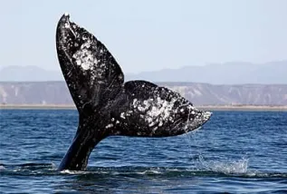 Gray Whale