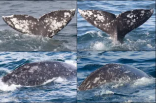 Gray Whale Photo ID Composite
