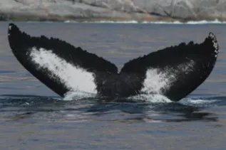 AWillson ESO120111119EOS7D 0182 52 TF