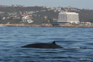 Brydes Whale Close To Shore South Africa Gwenith Penry