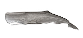 Sperm Whale