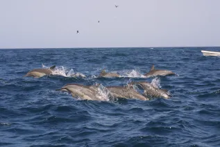 Delphinus Stenella Louisa Ponnampalam