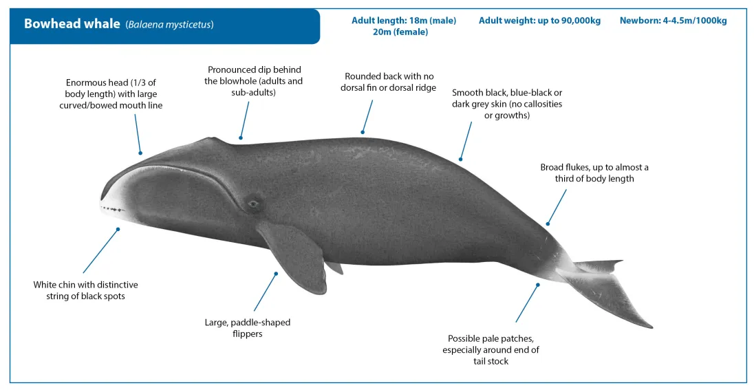 JESS BOWHEAD Species Account