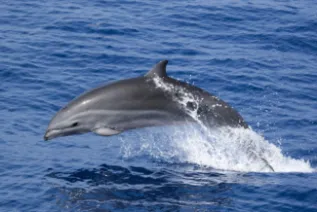 FrasiersDolphin USA ChrisJohnson