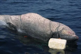 Head On View Of Whole Body