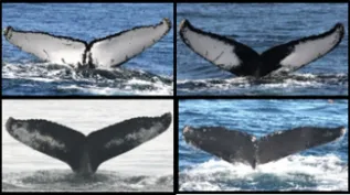Gulf Of Maine Humpbacks