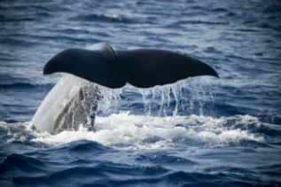 SpermWhaleFluke Greece ChrisJohnson