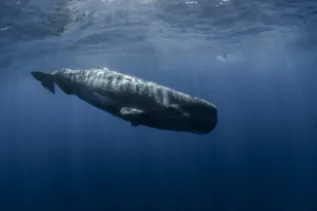 2017 09 AZORES MSE 1430018