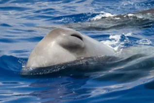 SpermWh Greece ChrisJohnson