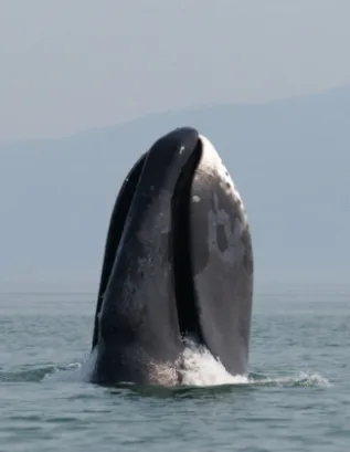 A Bowhead Whale Breaches Off The Coast Of Western Sea Of Okhotsk By Olga Shpak Marine Mammal Council IEE RAS