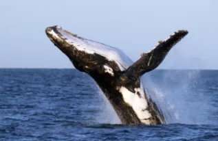 Breaching Humpback WesternAus CHRIS JOHNSON