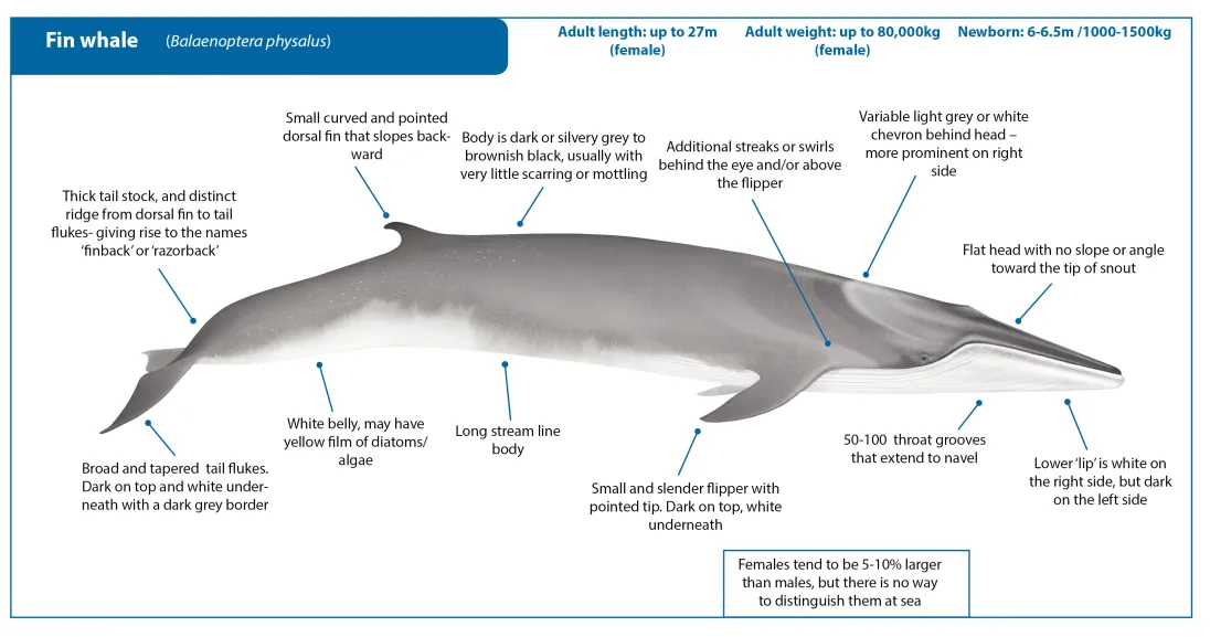 Fin Whale AmendedCrop