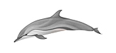 Striped Dolphin
