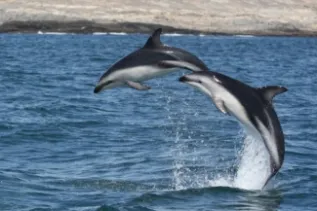 Dusky Dophins Namibian Islands MPA Simon Elwen Namibian Dolphin Project