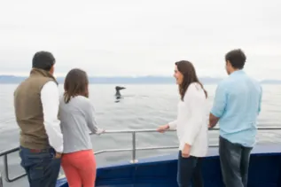 People Whale 9 HIGH RES CCT