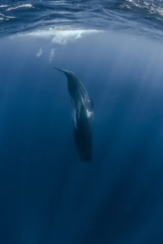 2017 09 AZORES MSE 1430583