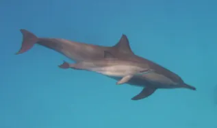 Sl RSDP 20100820 094 3540 Maddalena Fumagalli