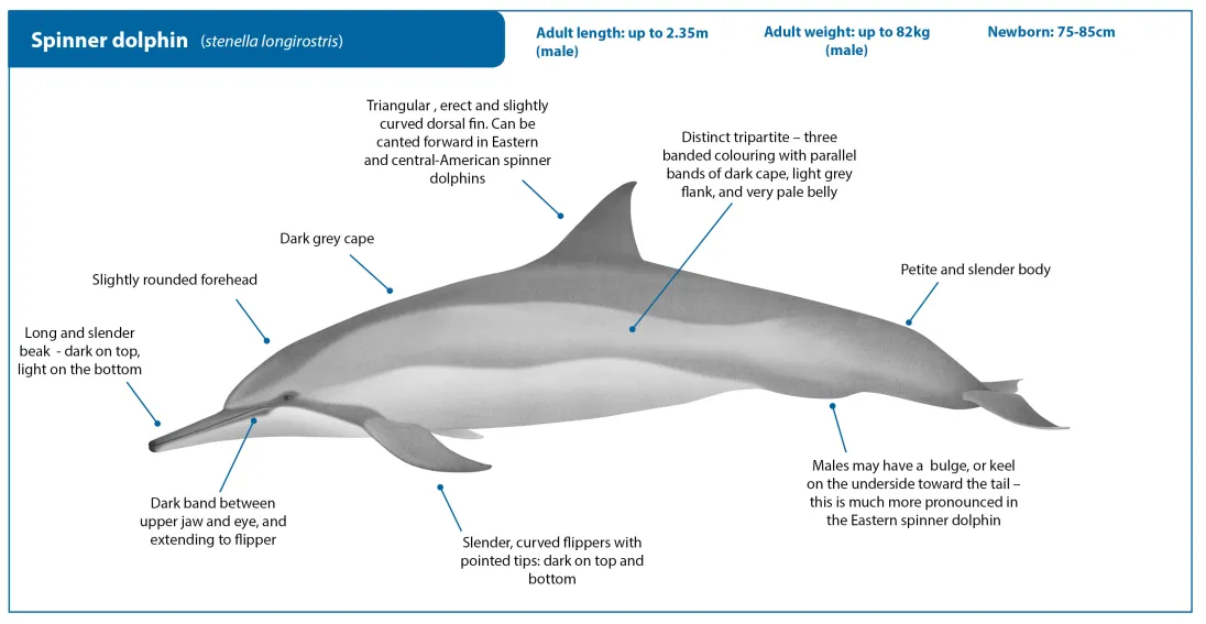 Spinner Dolphin AmendedCrop