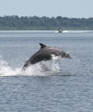 Leaping Dolphin Ashley Sitar Crop