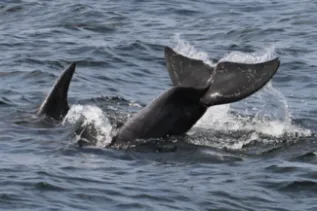 Bottlenose Dolphins Gabon Gianna Minton