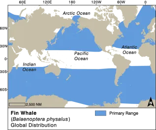 Fin Whale Dist