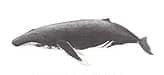 Humpback Thumbnail
