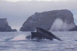 Kate Sprogis Spurt Rock Feeding IMG 2196