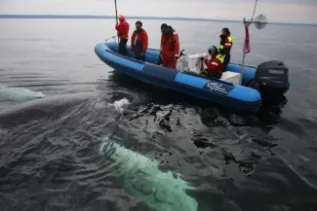 Vessel And Whale3 Mingan Island Cetacean Sstudy