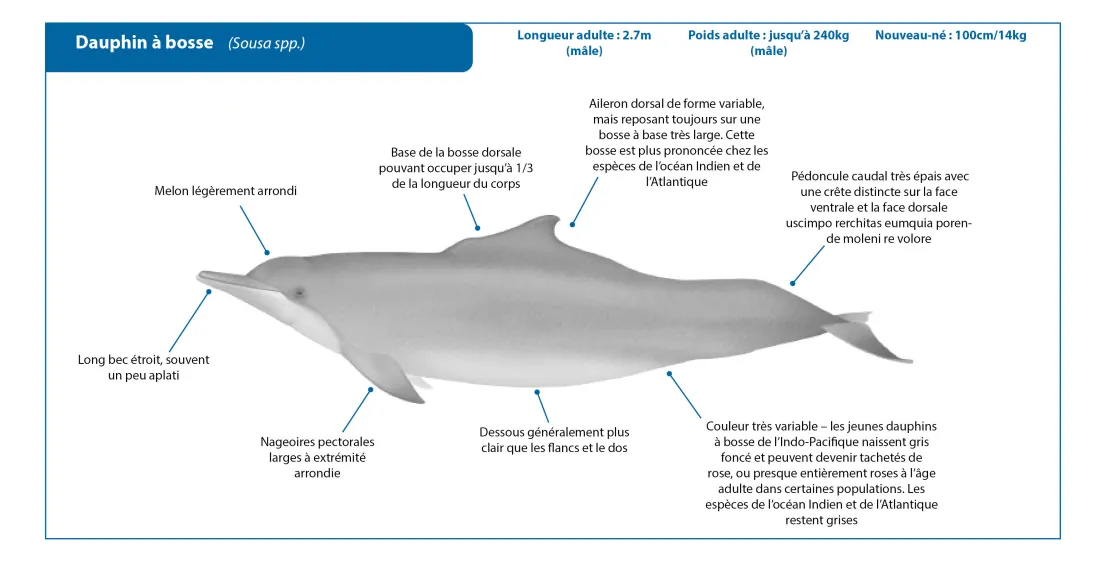 Humpback Dolphin FR Crop