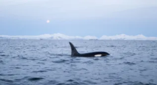 KillerWhale Norway ChrisJohnson