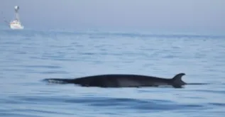 Minke Whale In Gulf Of Maine WDC