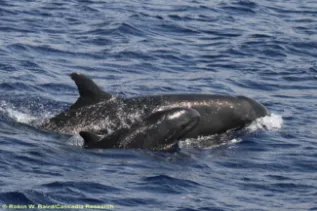 Pseudorca Mother Calf 2010Oct22 RobinWBaird 0185 Credit