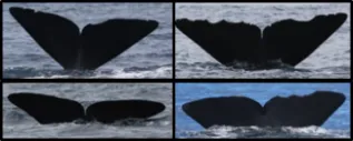 Sperm Whale Photo ID Composite