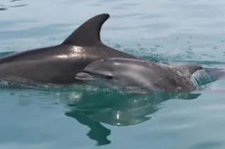 Bottlenose Dolphins Img 10 Dolphin Research Institute