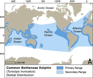 Common Bottlenose Dolphin Copy Converted
