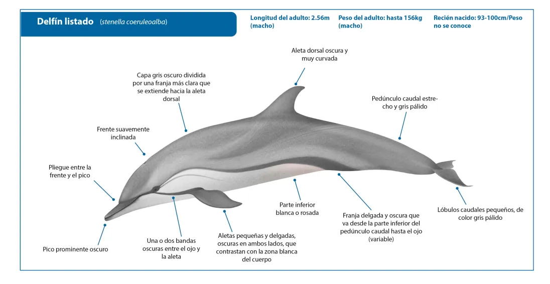 Striped Dolphin SP Crop