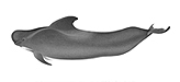 Pilot Whale