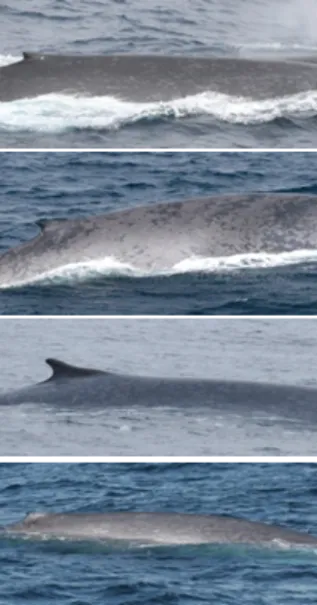 Blue Whale Photo ID Composite