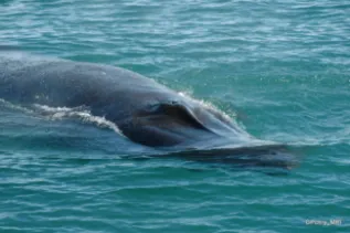 Brydes Whale Clear Water Gwenyth Penry