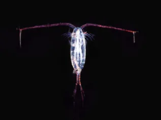 Copepod Creative Commons Photo