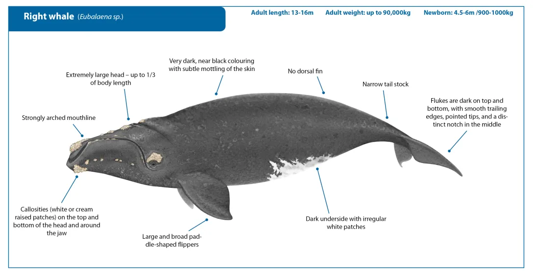 Recrop Right Whale