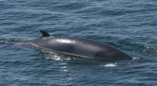 Minke Whale In Gulf Of Maine WDC2