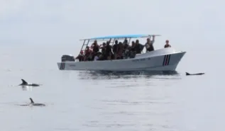 Whale Watching Pantropical Spotted Dolphins Fundacion Keto