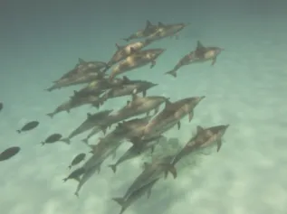 SA10 20130618 326 1110 Amina Cesario