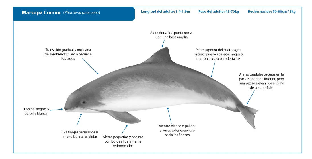 Harbour Porpoise SP Crop