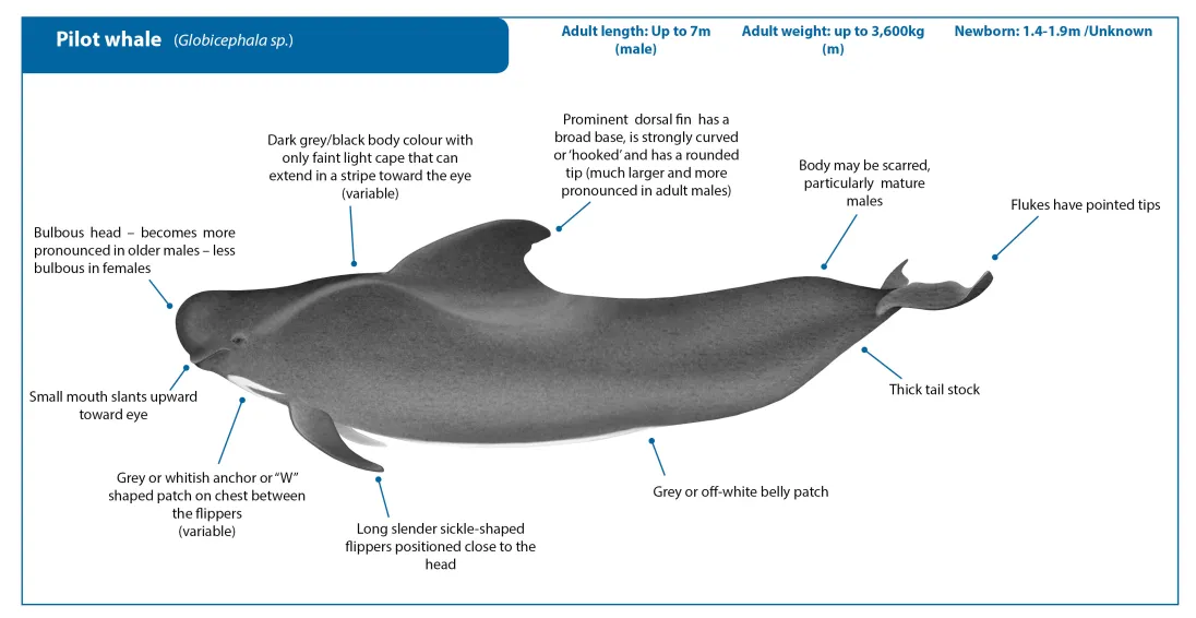 Pilot Whale AmendedCrop