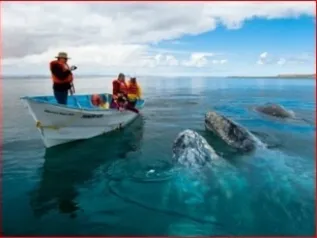 Boat With Whales
