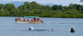 Dolphins Avoiding Boat Ashley Sitar